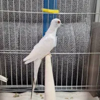 فنج سفید|پرنده|قم, آلوچو|دیوار