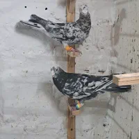سه تا هفت رنگ اس گرفتنی به شرط پرش