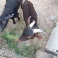 کهره مورسیا