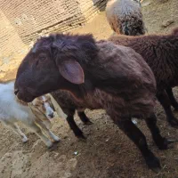 بره نر هترو