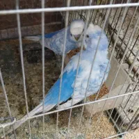 پرنده|پرنده|کوه چنار, |دیوار