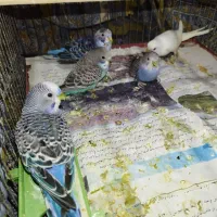 مرغ عشق سالم و سرحال|پرنده|تبریز, |دیوار