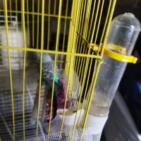 عروس هلندی|پرنده|قشلاق دشت, |دیوار