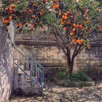 خرمالوی شیرین حیاط برای شب یلدا ۴۵ تومن|خوردنی و آشامیدنی|خوی, |دیوار