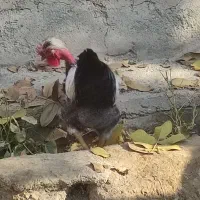 خروس لاری و خروس مشکی