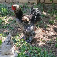 تخم نطفه دار برهمای اصیل|حیوانات مزرعه|قزوین, |دیوار