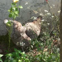 مرغ خروس برهما و کوشین|حیوانات مزرعه|رشت, خرسندی|دیوار