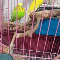 پرنده مرغ عشق