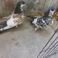 نرو ماده خال قهوه ی