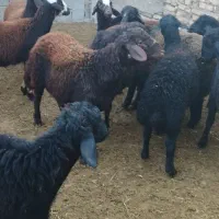 بره نروماده افشار