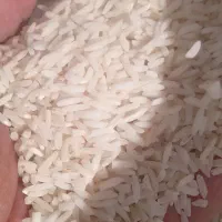 برنج درشت هاشمی محلی گیلان|خوردنی و آشامیدنی|قرچک, میرزائی شمالی|دیوار