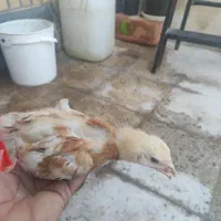 جوجه یک ماهه لوهمن