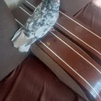 کفتر بهبهونی و پلاکی