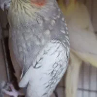 جفت عروس هلندی مولد با کیفیت|پرنده|اردبیل, |دیوار