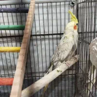 معاوضه پرنده با توله پامر