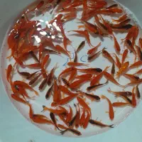 پخش عمده ماهی قرمز|ماهی|یزد, |دیوار