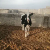 گوساله هلشتاین ازمادر 45 کیلو شیر