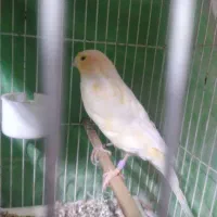 قناری ماده اماده سوپر موزاییکی