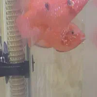 جفت ماهیجوئل|ماهی|تهران, شهرک شریعتی|دیوار