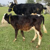 دورگ هلشتاین (جوان) با گوساله نر سیمینتال|حیوانات مزرعه|رشت, سعدی (تختی)|دیوار