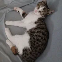 واگذاری گربه ۳ ماهه