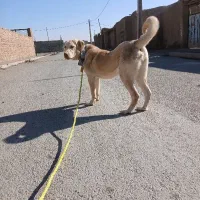 واگذاری ماده پژدر خون خالص