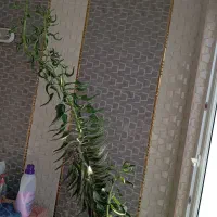 گل اشکی 3متری مناسب مغازه و منزل