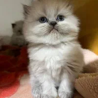 فروش گربه اصیل|گربه|مینودشت, |دیوار