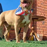 گمشده|حیوانات|بیجار, |دیوار