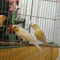 قناری|پرنده|شوشتر, |دیوار