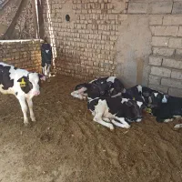 10راس گوساله شیر خوار