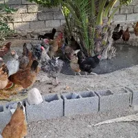 فروش مرغ|حیوانات مزرعه|بوشهر, |دیوار