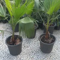 فروش پالم با گلدان