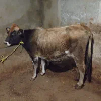 گاو ماده|حیوانات مزرعه|چهاردانگه (آذربایجان), |دیوار