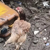 مرغ و خروس لاری