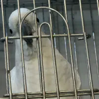 کاکادو تاج زرد گمشده