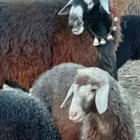 فروش یک عدد شیشک دو دندان سبز با یه بره نر سیاه|حیوانات مزرعه|پیر بکران, |دیوار