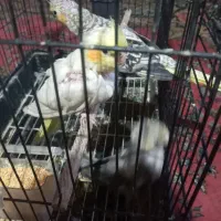 جوجه دو ماهه عروس  هلندی و سرلاکی