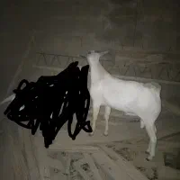 چکل و گیسه سومال جفت دوقلو|حیوانات مزرعه|وراوی, |دیوار