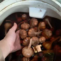 سیرترشی ۴ ساله