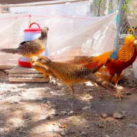 تخم نطفه دار زینتی و جوجه طاووس بلژیکی