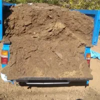 کودگوسفندی تعویض خاک