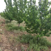 فروش باغ|فروش زمین و ملک کلنگی|کیاسر, |دیوار