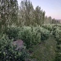 فروش حدود ۷۰تن سیب روی درخت نصف قرمز نصف سفید|خوردنی و آشامیدنی|خلخال, |دیوار