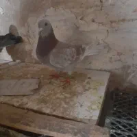 آلمانی