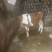 گوساله نر 5ماهه