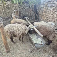 حراج میش و بره