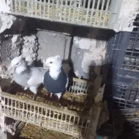 کبوترمیلاقی|پرنده|هریس, |دیوار