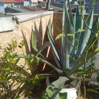 گل های زیبا|گل و گیاه طبیعی|رشت, معلولین|دیوار