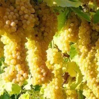 هرسکاری کاشت باغبانی نهال کاشتن فروش درختکاری درخت|خدمات باغبانی و درختکاری|تهران, اقدسیه|دیوار